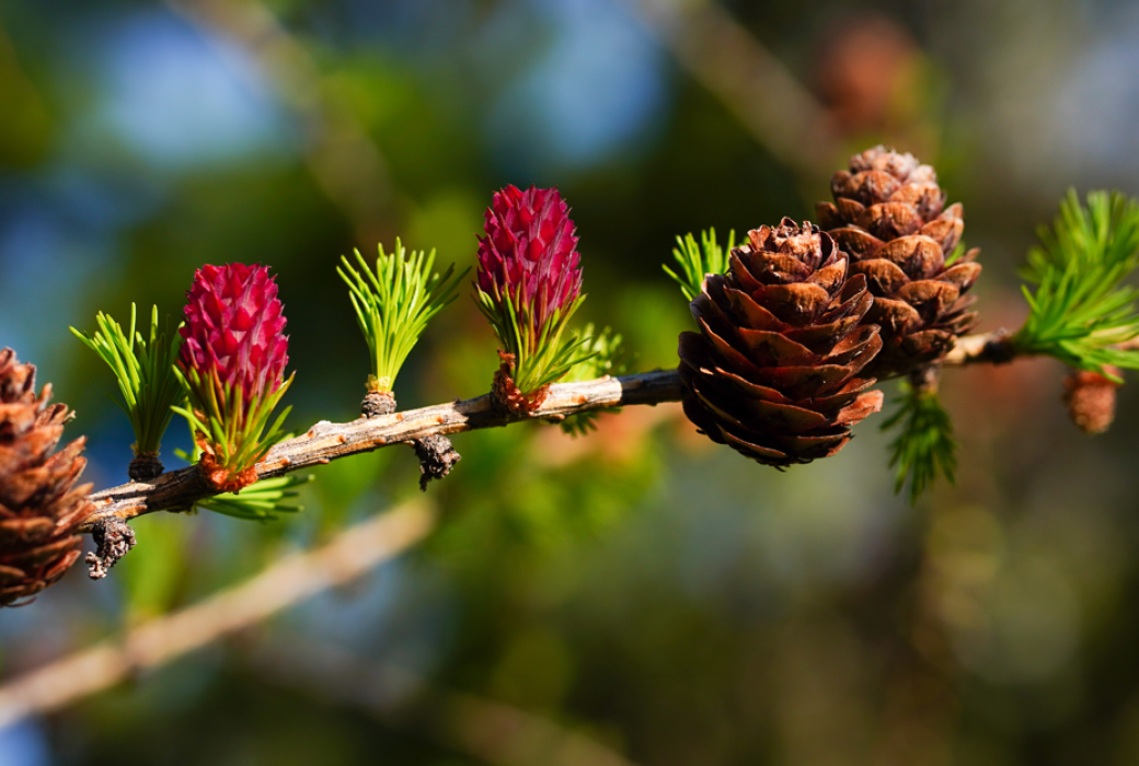 Les Orres Ressourcante
