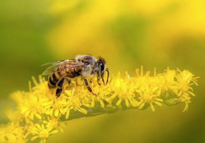 Le rucher Abeïa : découvrir le monde des abeilles - Le rucher Abeïa : découvrir le monde des abeilles