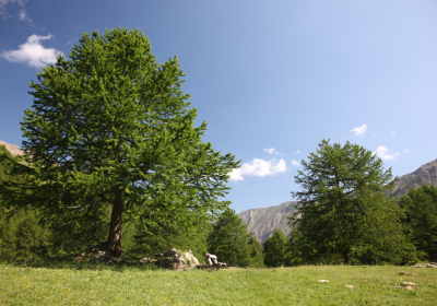 Boucle du Grand Vallon - Itinéraire VTTAE_Les Orres - Boucle du Grand Vallon - Itinéraire VTTAE_Les Orres