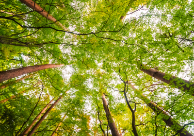 Dialogue : "Les arbres qui marchent" au Tiers-lieu_Les Orres - Dialogue : "Les arbres qui marchent" au Tiers-lieu_Les Orres