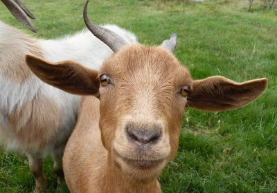 chevre