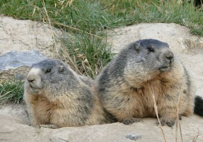 Marmottes des Alpes du sud