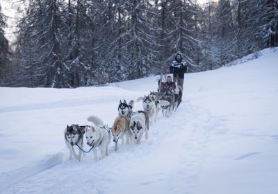 LesOrres - Chiens de Traineau