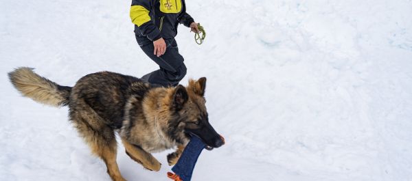 chien avalanche entrainement aux Orres