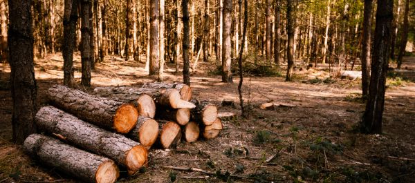 travaux foret