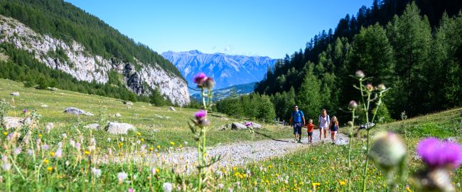 Randonnée paysage été fleur montagne paysages