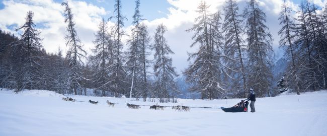 LesOrres - Chiens de Traineau