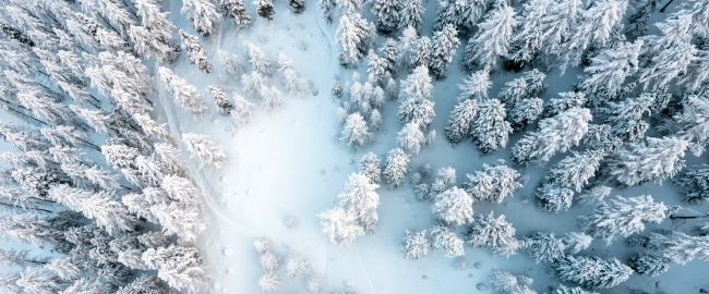 Paysage de mélèzes en hiver, Station de ski Les Orres, Hautes-Alpes