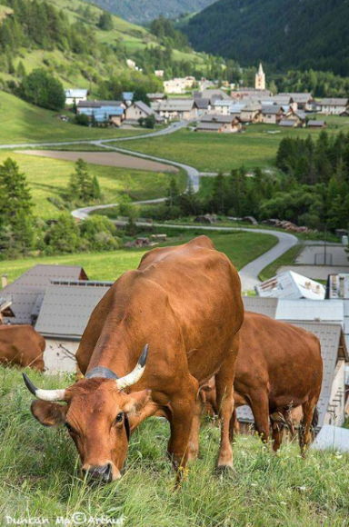 Fromagerie Chateau Queyras