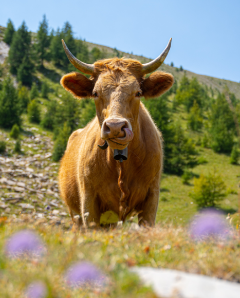 Vache en montagne, pastoralisme aux Orres