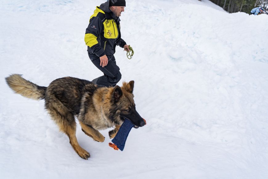 chien avalanche entrainement aux Orres
