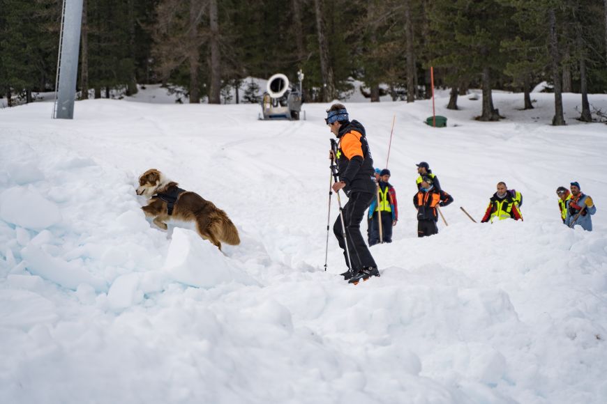 Entrainement chiens avalanche Les Orres