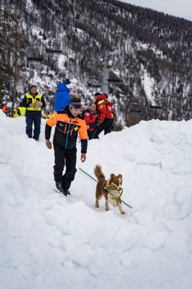 Entrainement chiens avalanche Les Orres