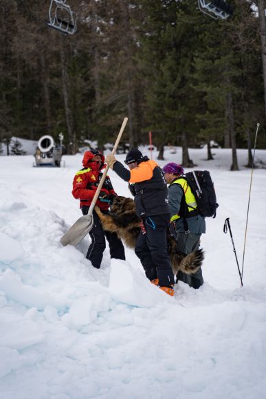 Entrainement chiens avalanche Les Orres