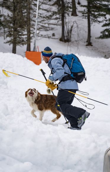 Entrainement chiens avalanche Les Orres
