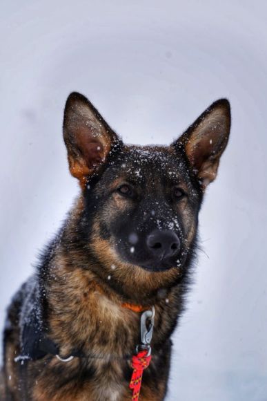 Entrainement chiens avalanche Les Orres
