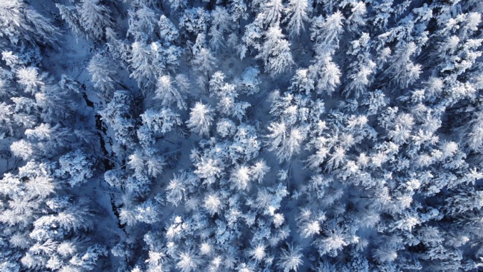 Les Orres - forêt hiver 