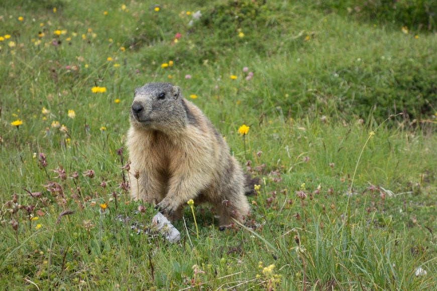 Marmotte alpes du sud