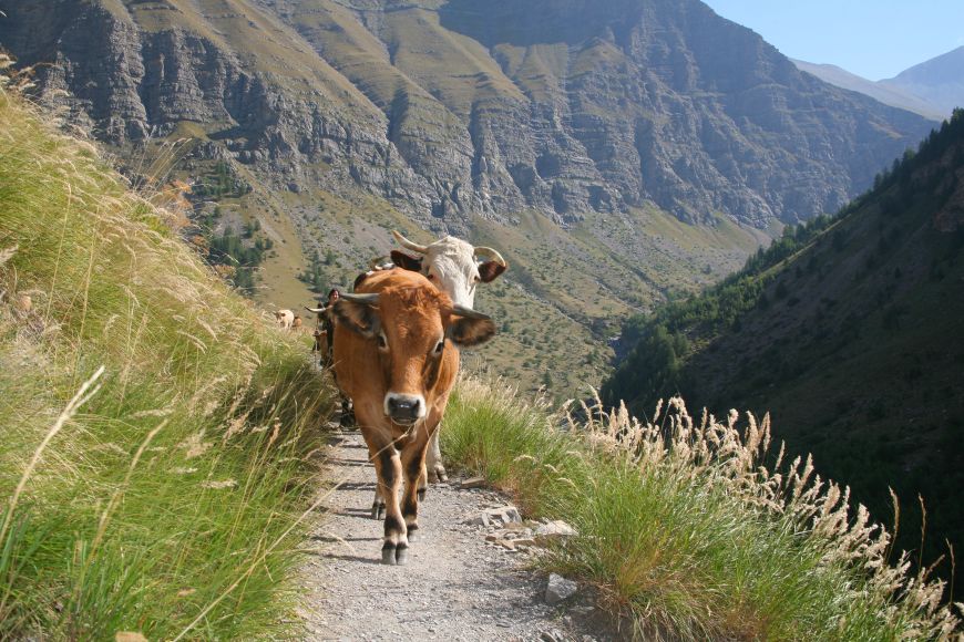 Les orres troupeau vaches