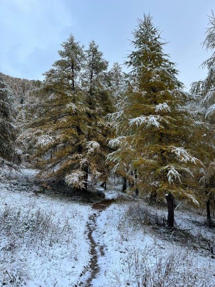 Les Orres neige