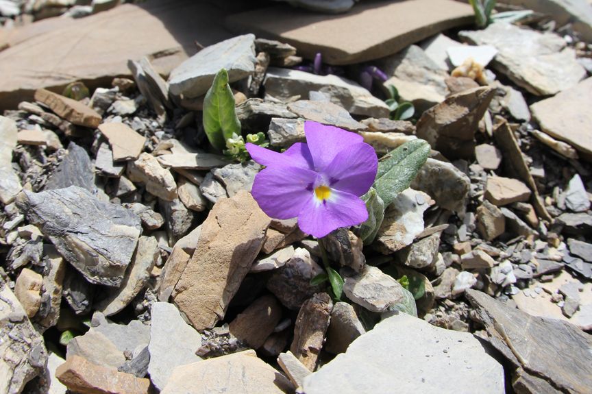 Les Orres - Flore