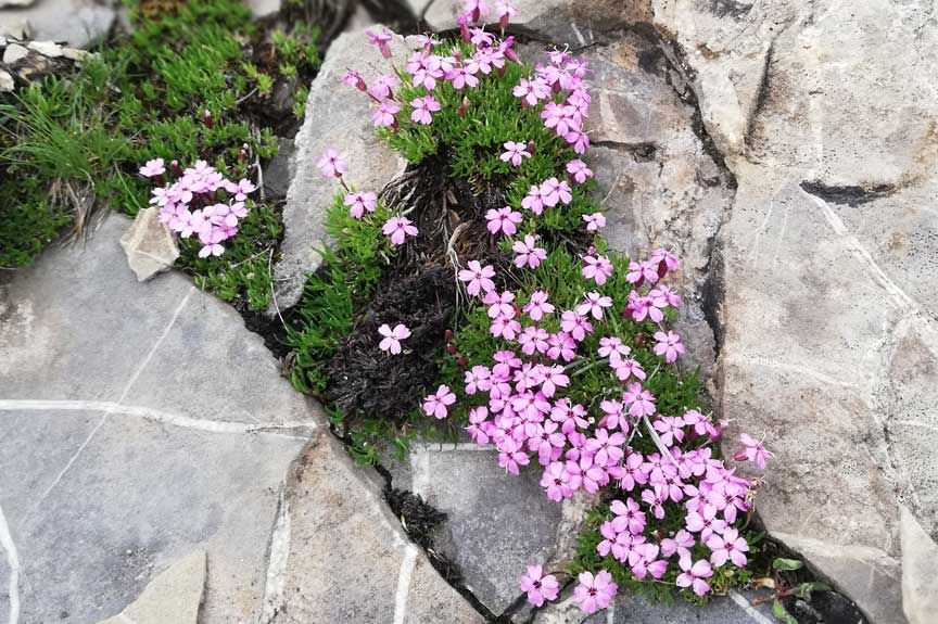 Les Orres - Flore