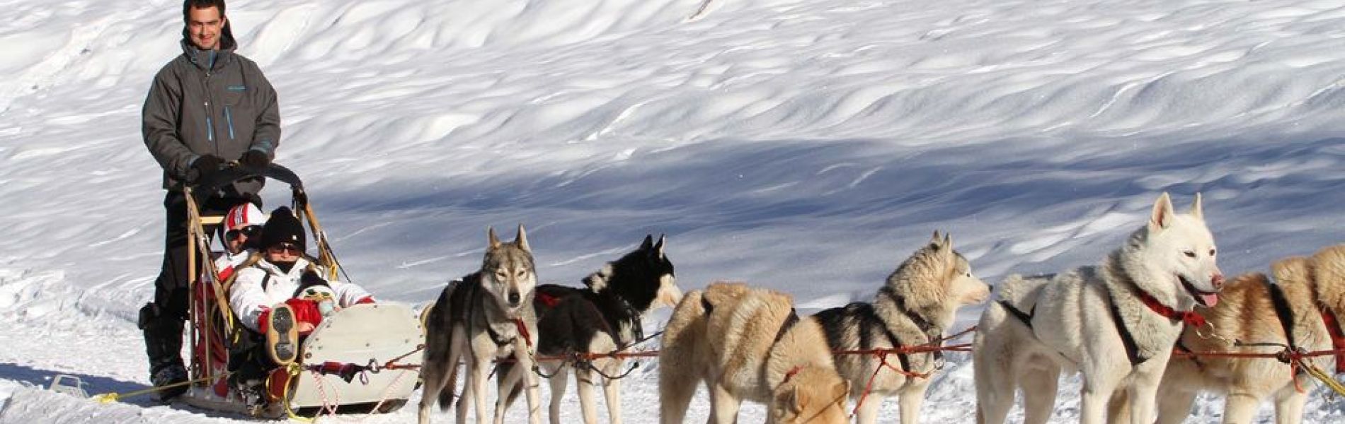 Chiens de traineau - Chiens de traineau