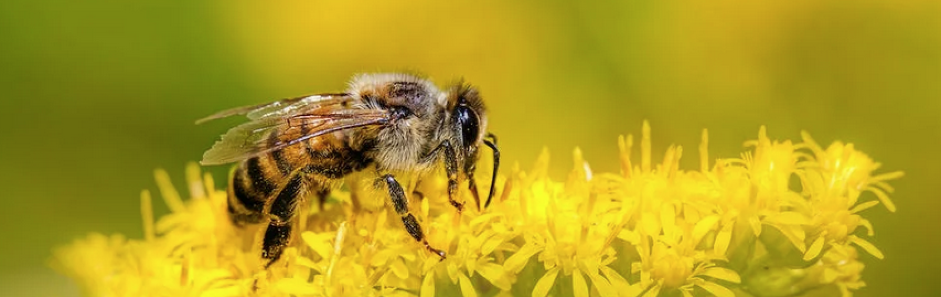 Le rucher Abeïa : découvrir le monde des abeilles - Le rucher Abeïa : découvrir le monde des abeilles