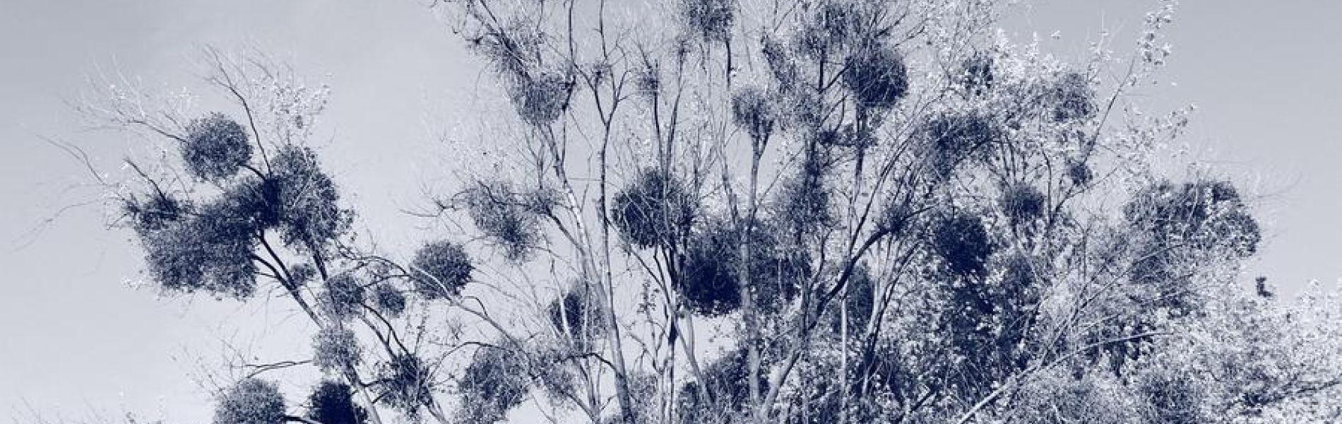 Atelier créatif : Cyanotype_Les Orres - Atelier créatif : Cyanotype_Les Orres
