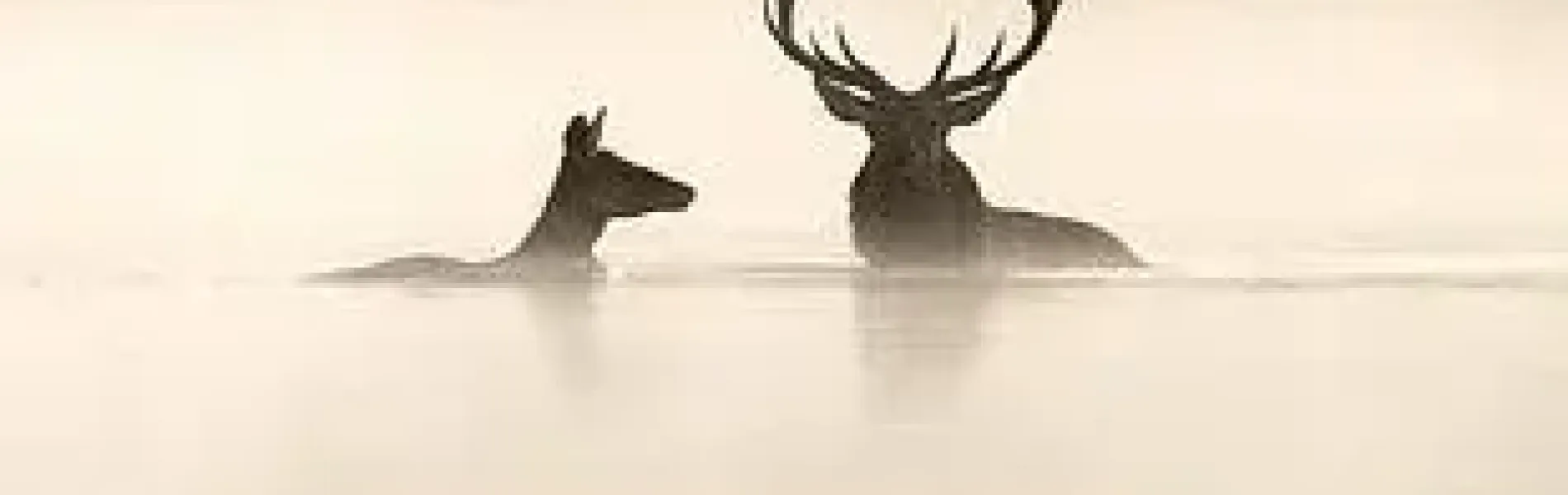 Cinéma : Le chant des forêts_Les Orres - Cinéma : Le chant des forêts_Les Orres