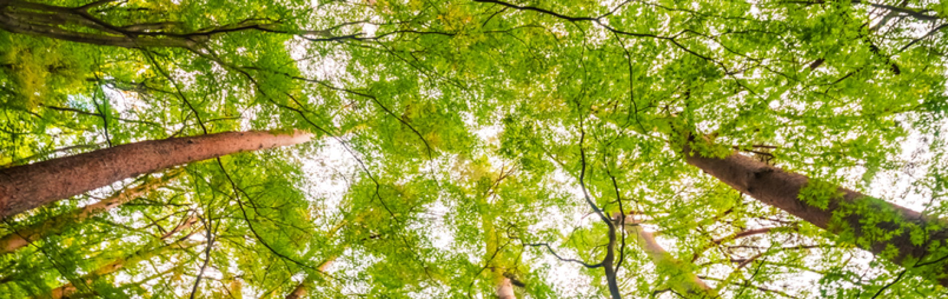 Dialogue : "Les arbres qui marchent" au Tiers-lieu_Les Orres - Dialogue : "Les arbres qui marchent" au Tiers-lieu_Les Orres