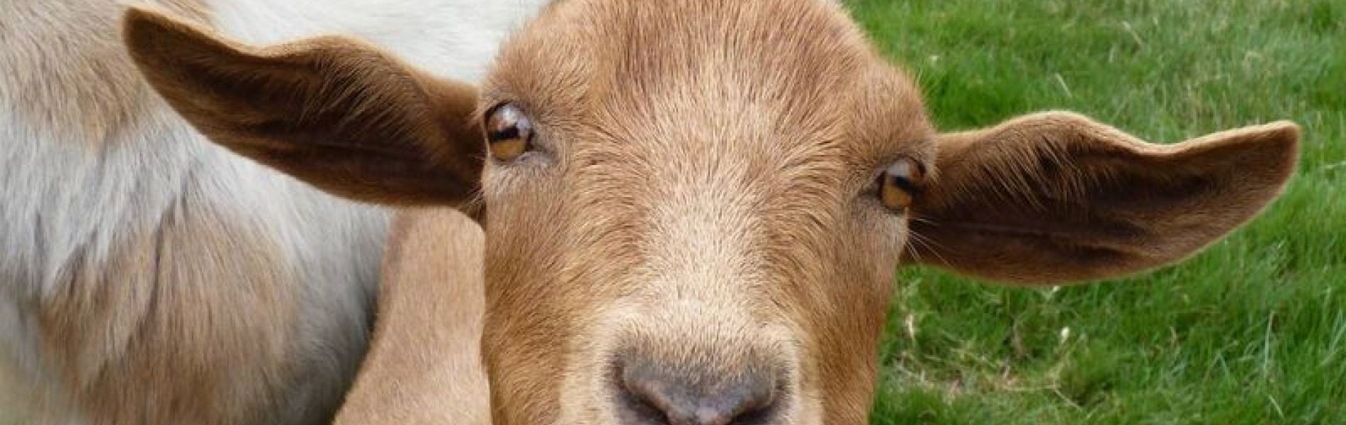 chevre