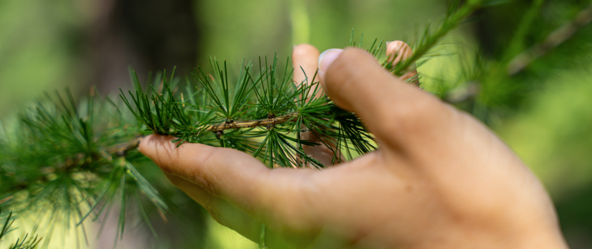 Pure flow nature festival Les Orres, Alpes du sud