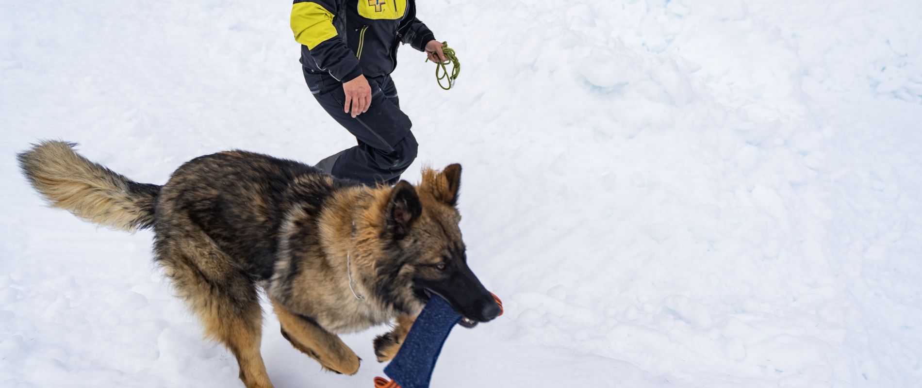 chien avalanche entrainement aux Orres