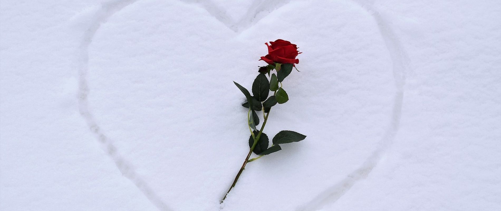 Rose saint valentin amour neige Les Orres