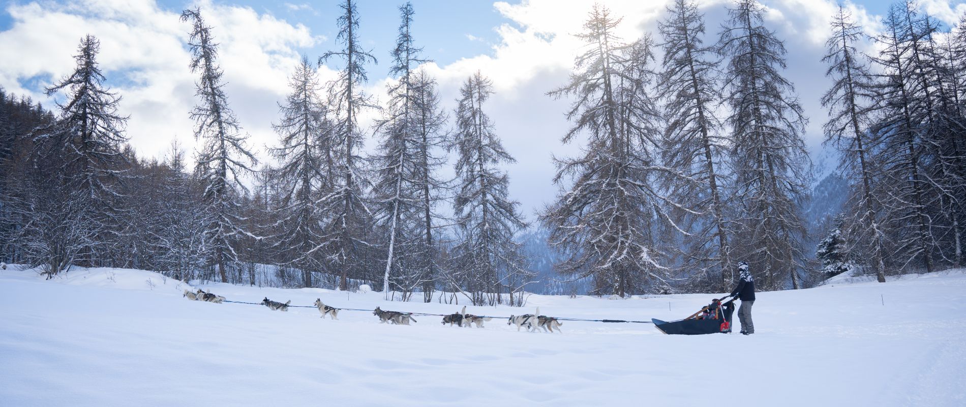 LesOrres - Chiens de Traineau