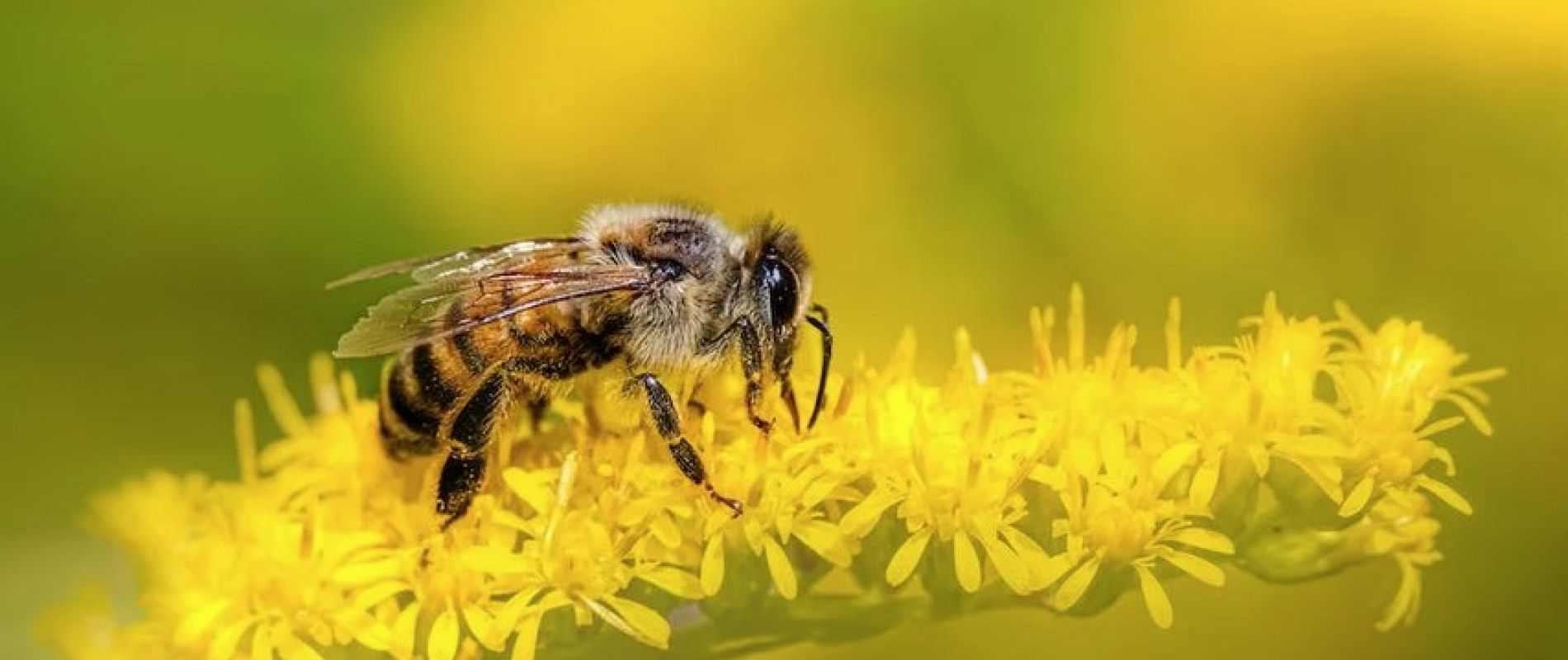Visite rucher des Orres-Découvrir les abeilles