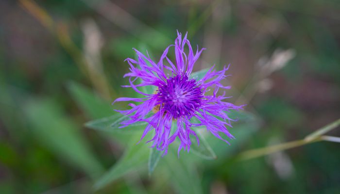 Festival detox et bien être flore et huiles essentielles Les Orres, Hautes-Alpes