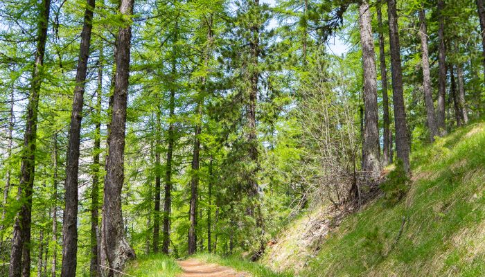Les Orres chemin du garde
