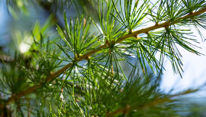 Détox et bien être meleze arbre nature Les Orres