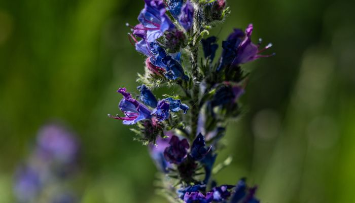 Festival detox et bien être flore et huiles essentielles aux Orres, Hautes-Alpes