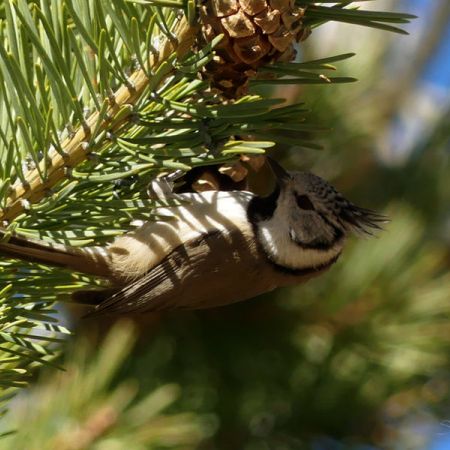 Sorties Nature Hivernales - Sorties Nature Hivernales