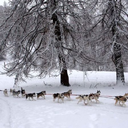 Chiens de traineau - Chiens de traineau