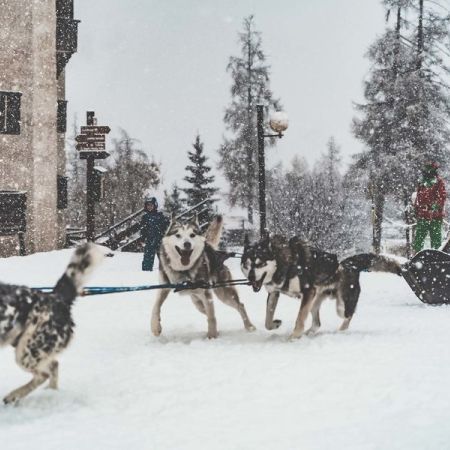 Chiens de traineau - Chiens de traineau