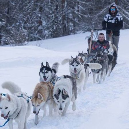 Chiens de traineau - Chiens de traineau