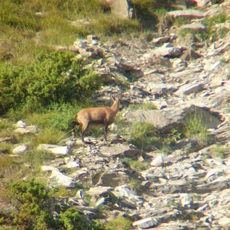 Chamois - Nunchi Adventure, Rando-Quad LES ORRES.jpg - Chamois - Nunchi Adventure, Rando-Quad LES ORRES.jpg