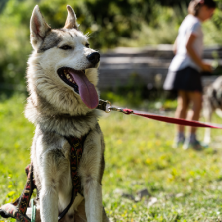 Cani rando Les Orres - Cani rando Les Orres