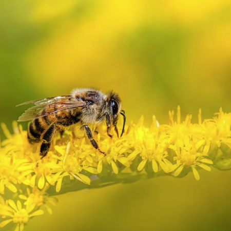 Le rucher Abeïa : découvrir le monde des abeilles - Le rucher Abeïa : découvrir le monde des abeilles