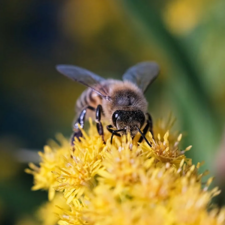 Le rucher Abeïa : découvrir le monde des abeilles - Le rucher Abeïa : découvrir le monde des abeilles