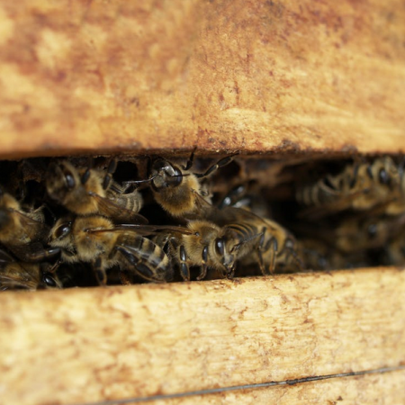 Le rucher Abeïa : découvrir le monde des abeilles - Le rucher Abeïa : découvrir le monde des abeilles
